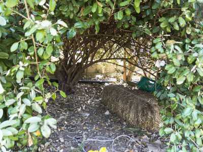 Balza all'occhio poi un eleagnus, pianta arbustiva sempreverde, che con la sua forma avvolgente costituisce un piccolo rifugio talvolta utilizzato come libreria